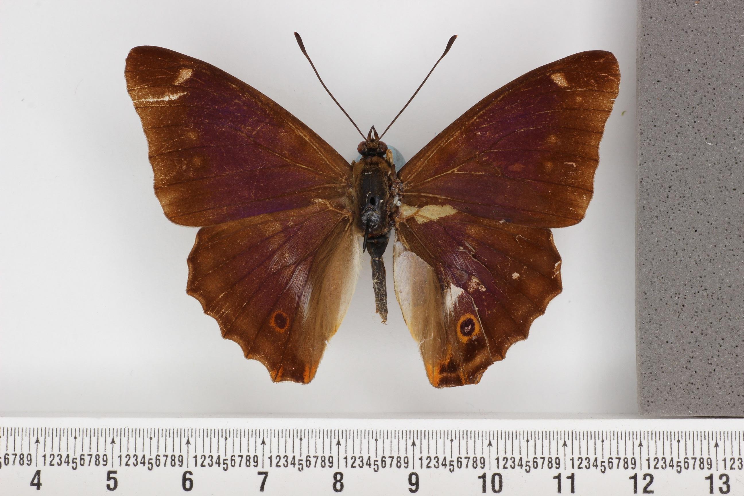 Apatura iris iole male (aberration) 01 [Internet image property of respective owner, non commercial use only]